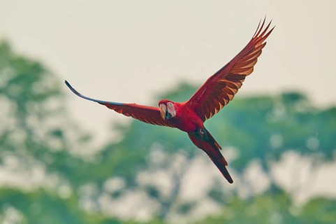 A parrot with broad, red wings glides through the air in front of trees: the green-winged macaw, or
