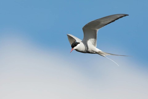 Arctic Tern (Sterna paradisaea) flying, Dalarna, Sweden