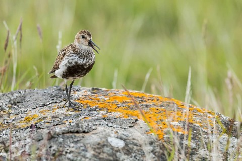 Dunlin (Calidris alpina) calling in field, Iceland