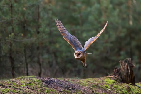 One barn owl (Tyto alba) flying thru an open forest. Green vegetation in the background