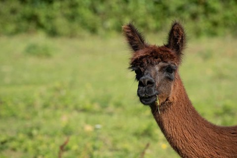 An alpaca with brown fur is eating grass in green surroundings and looking slightly to one side,