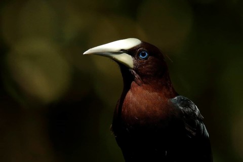 Chestnut-headed Oropendola (Psarocolius wagleri), Costa Rica