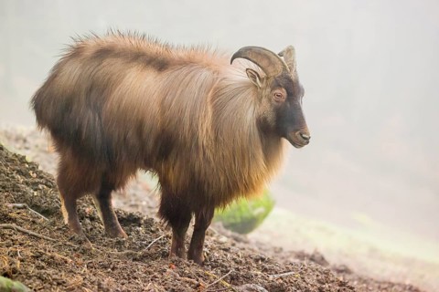 A male and a female Himalayan Tahr (Hemitragus jemlahicus) stand in the forest on a foggy day