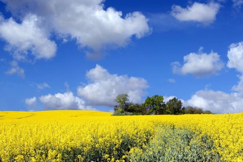 Rape, spring landscape, rape field, Hesse, Federal Republic of Germany, blue sky, Cumuluswoken,