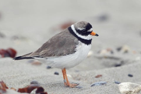 Sandregenpfeifer; lat. Charadrius hiaticula; Seitenansicht; am Strand der Helgoländer Düne