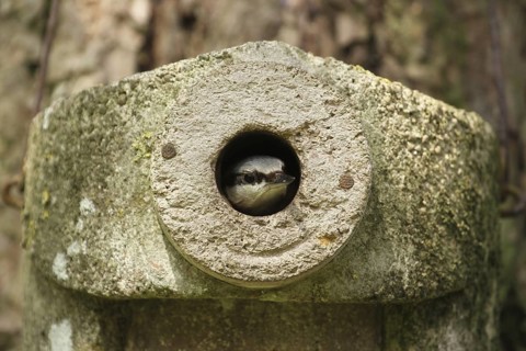 Eurasian Nuthatch (Sitta europaea) juvenile, Lower Saxony, Germany