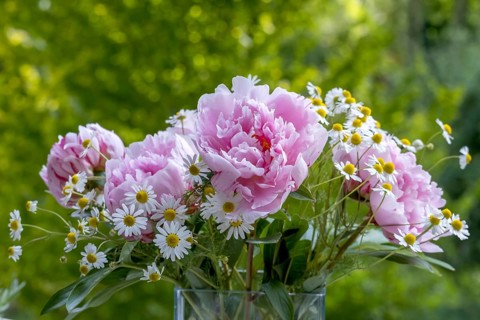 Flower vase with peonies (Paeonia) and camomile, Germany
