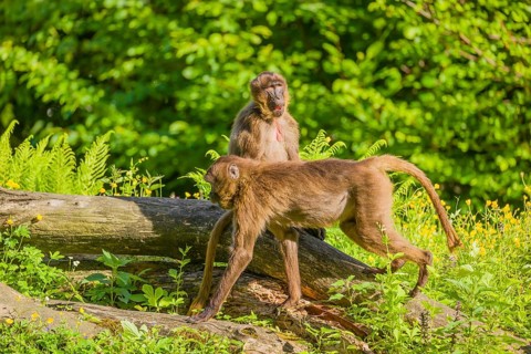 A male Gelada (Theropithecus gelada), or bleeding-heart monkey sits on a log lying in dense green
