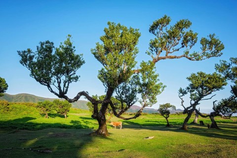 Cow calf and centuries-old til trees in fantastic magical idyllic Fanal Laurisilva forest on