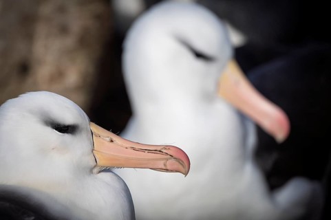 Black-browed albatross (Thalassarche melanophris), portrait of two adult birds in breeding colony,