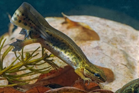 Newt, Lissotriton helveticus, palmate newt, Triturus helveticus, amphibians, amphibians, courtship