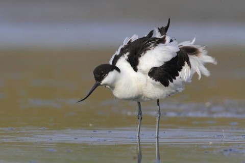 Pied Avocet (Recurvirostra avosetta), Texel, Netherlands