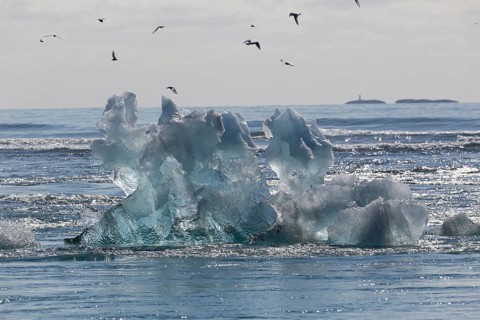 Little icebergs and crushed ice on the black beach at Joekulsarlon glacial lake