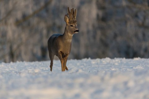 One male Roe Deer, (Capreolus capreolus), walking over a snowy meadow. Snow covered trees in the