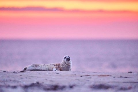 Grey seal (Halichoerus grypus) lying on the beach at sunset, Düne, Helgoland, Schleswig-Holstein,