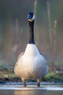 Canada Goose (Branta canadensis), North Rhine-Westphalia, Germany