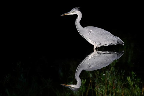 Grey heron (Ardea cinerea) standing in the water, with reflection, North Rhine-Westphalia, Germany