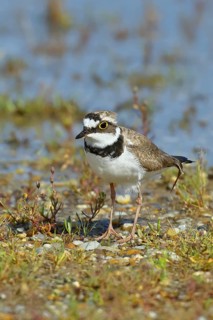 Little Ringed Plover (Charadrius dubius) adult bird standing on a gravel bank at the lakeshore,