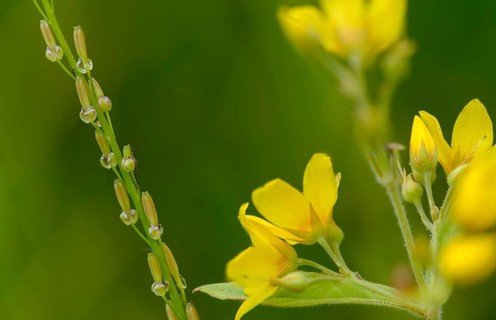 Trident, juncaginaceae, swamp trident, triglochin palustris, flora, fruit, fruits, marsh