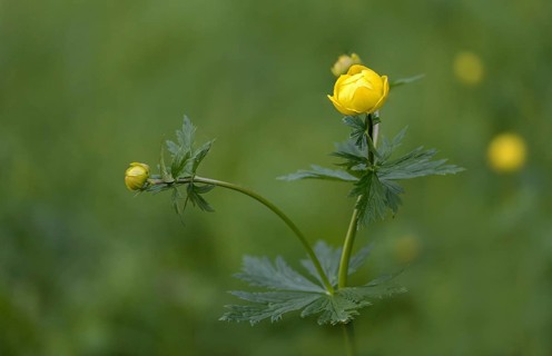 Budabin seed, buttercup, butter ball, butterrose, globe flower, goldhead, buttercup, ball