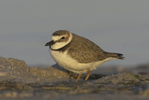 Wilson's Plover (Charadrius wilsonia), Florida, USA