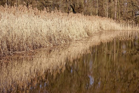 Reeds in the Upper Lusatian heath and pond landscape, Saxony, Germany
