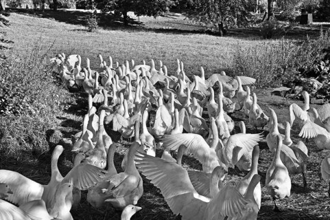 Domestic geese, (Anser anser), run out of the barn onto a meadow in the morning, black and white,