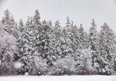 Winter forest during snowfall, Mondseeland, Salzkammergut, Upper Austria, Austria