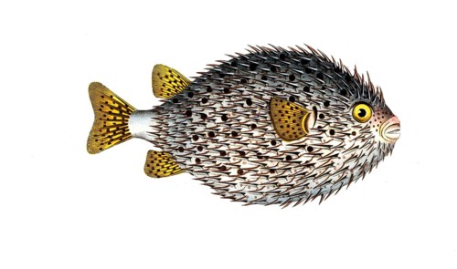 Fish, Fishes, Family of Porcupinefishes, Diodon Hystrix, Spot-fin porcupinefish, Historical,