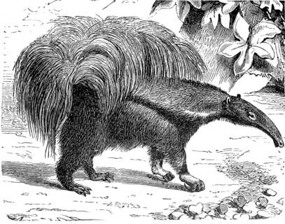 Giant anteater, Myrmecophaga tridactyla, illustration from 1885, historical, digital reproduction