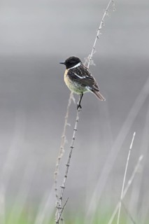Stonechat (Saxicola rubicola), male sitting on a branch, Lake Neusiedl National Park, Seewinkel,