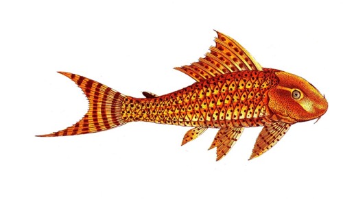 Fish, Fish, Loricaria plecostomus, the wrinkled mouth, The Guacari, Historical, digitally restored