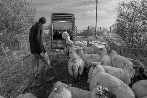 Shepherd loading his sheep into a double-deck cattle trailer, Mecklenburg-Western Pomerania,