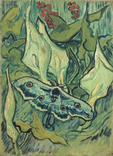 Saturnia pyri on Arum (1889), Painting by Vincent Willem van Gogh (born 30 March 1853 in