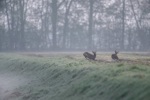 Roe deer (Capreolus capreolus), Emsland, Lower Saxony, Germany