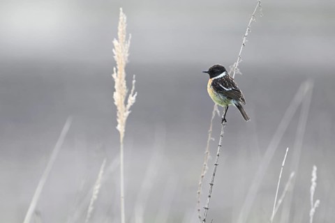 Stonechat (Saxicola rubicola), male sitting on a branch, Lake Neusiedl National Park, Seewinkel,