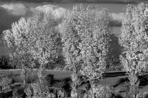 Poplars (Populus), black and white, Beerbach, Middle Franconia, Bavaria, Germany
