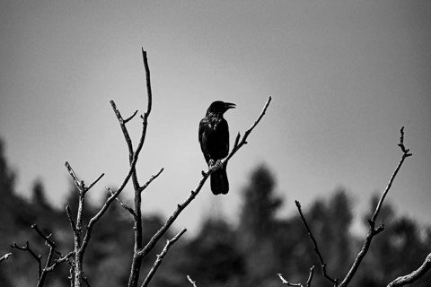 Raven (Corvus) sitting on a tree, Neunkirchen, Lower Austria, Austria