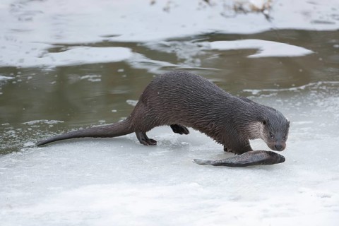 Otter (Lutra lutra) with prey fish at a partly frozen pond, snow, Germany