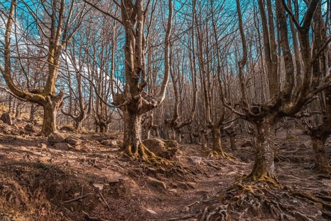The beech of trees of Mount Adarra in Guipuzcoa. Basque Country