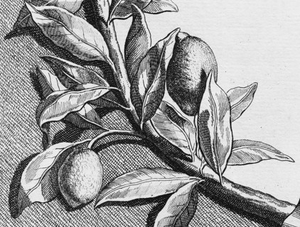 Lemons hanging on branches, detail title page, copper engraving or copper etching by Johann