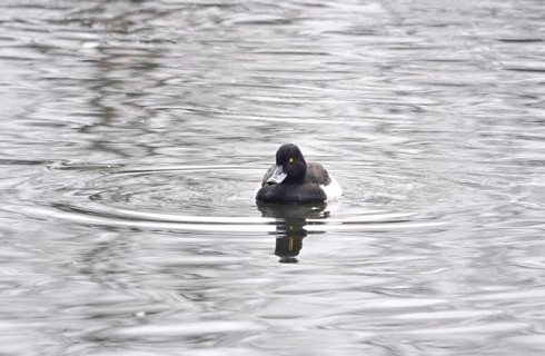 Heron duck on a lake, winter, Germany