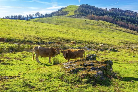 Brown wild cows on the top of Mount Adarra in Urnieta, near San Sebastian. Gipuzkoa, Basque Country