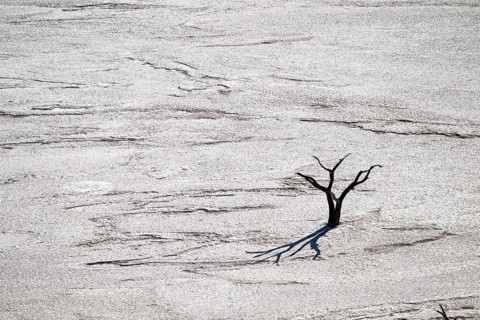 Dead trees, Dead Vlei, Sossusvlei, Namib, Namib Desert, Namibia