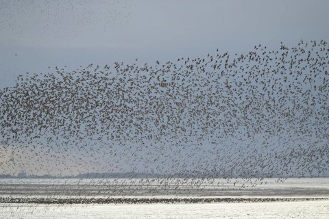 Red knot (Calidris canutus) adult wading birds flying in a large flock at high tide at sunset, RSPB
