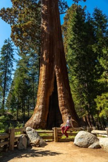 Tourist sits on a wooden fence, gazing up at the split trunk of a giant sequoia along big trees