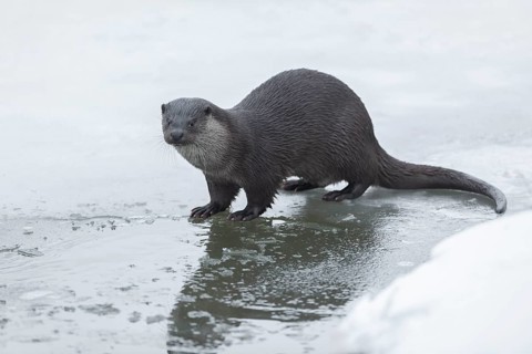 Otter (Lutra lutra) in winter at a partly frozen pond, snow, Germany