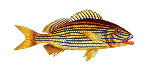 Fish, fish, genus of the bannerfish, Anthias formosus, the redmouth, the Grant, Historical,