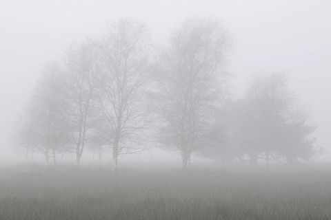 Birches (Betula pendula) in the fog in the moor, Emsland, Lower Saxony, Germany