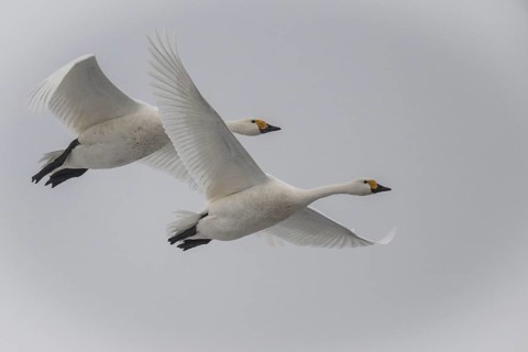Whooper swans (Cygnus cygnus), Emsland, Lower Saxony, Germany